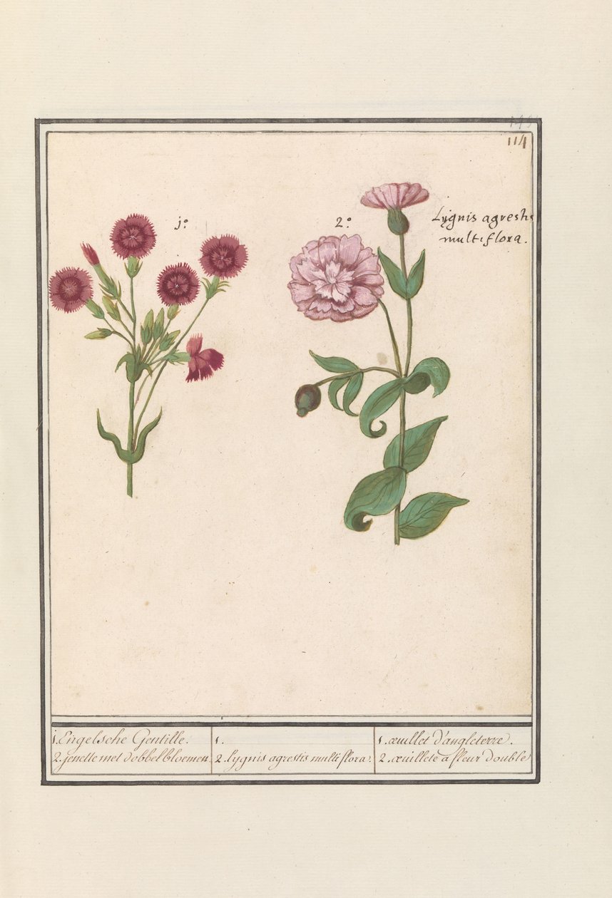 İki Karanfil (Dianthus) 1. İngiliz Gentille. 2. zar çiçekli jenelle / 1. 2. Lygnis agrestis multiflora. / 1. oeuillet d'angleterre. 2. aeuillete a fleur double (nesne üzerindeki başlık) by Anselmus Boëtius de Boodt