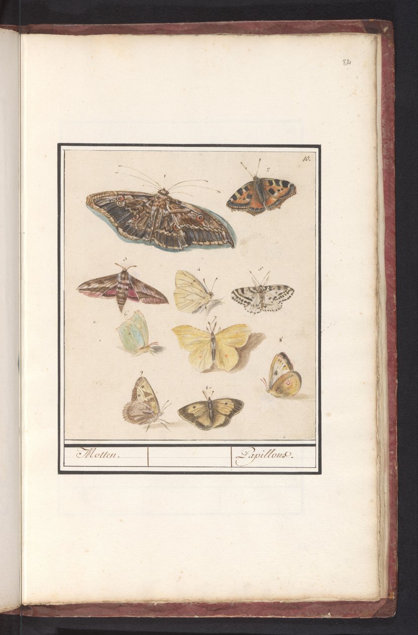 Kelebekler ve güveler güveler. / Papillons (nesne üzerindeki başlık) by Anselmus Boëtius de Boodt