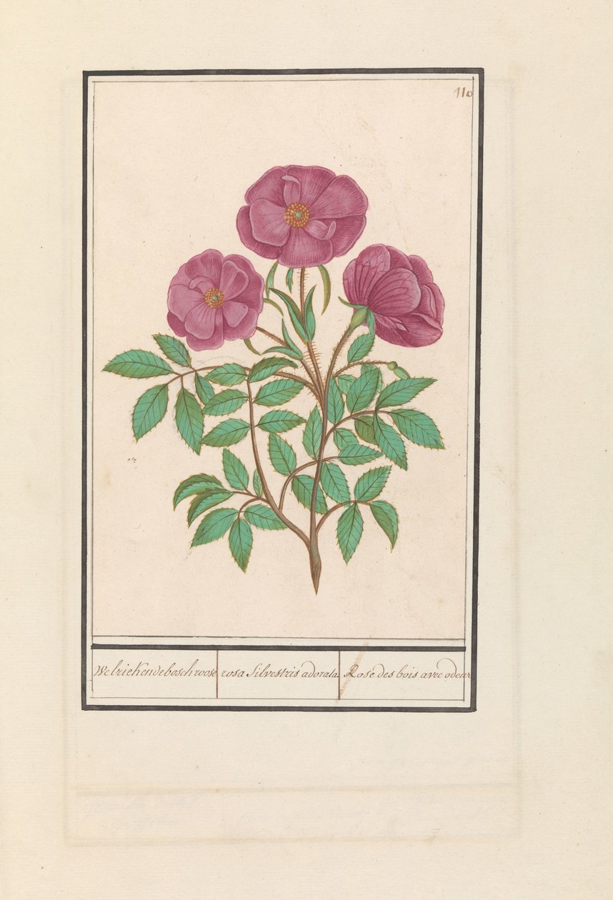 Wilde roos (Rosa) Welriekende bosch roose / rosa silverstris adorata. / Orman gülü kokulu (nesne üzerindeki başlık) by Anselmus Boëtius de Boodt