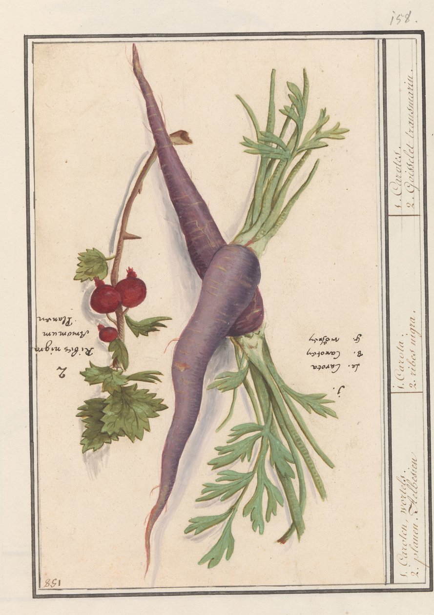 Wortel (Daucus carota) içinde rode bes (Ribes rubrum) 1. Karoten, şerbetçiotu. 2. Planen Aelbesien / 1. Karota. 2. kaburga nigra. / 1. Karot. 2. Goisselet transmarini. (nesne üzerindeki başlık) by Anselmus Boëtius de Boodt