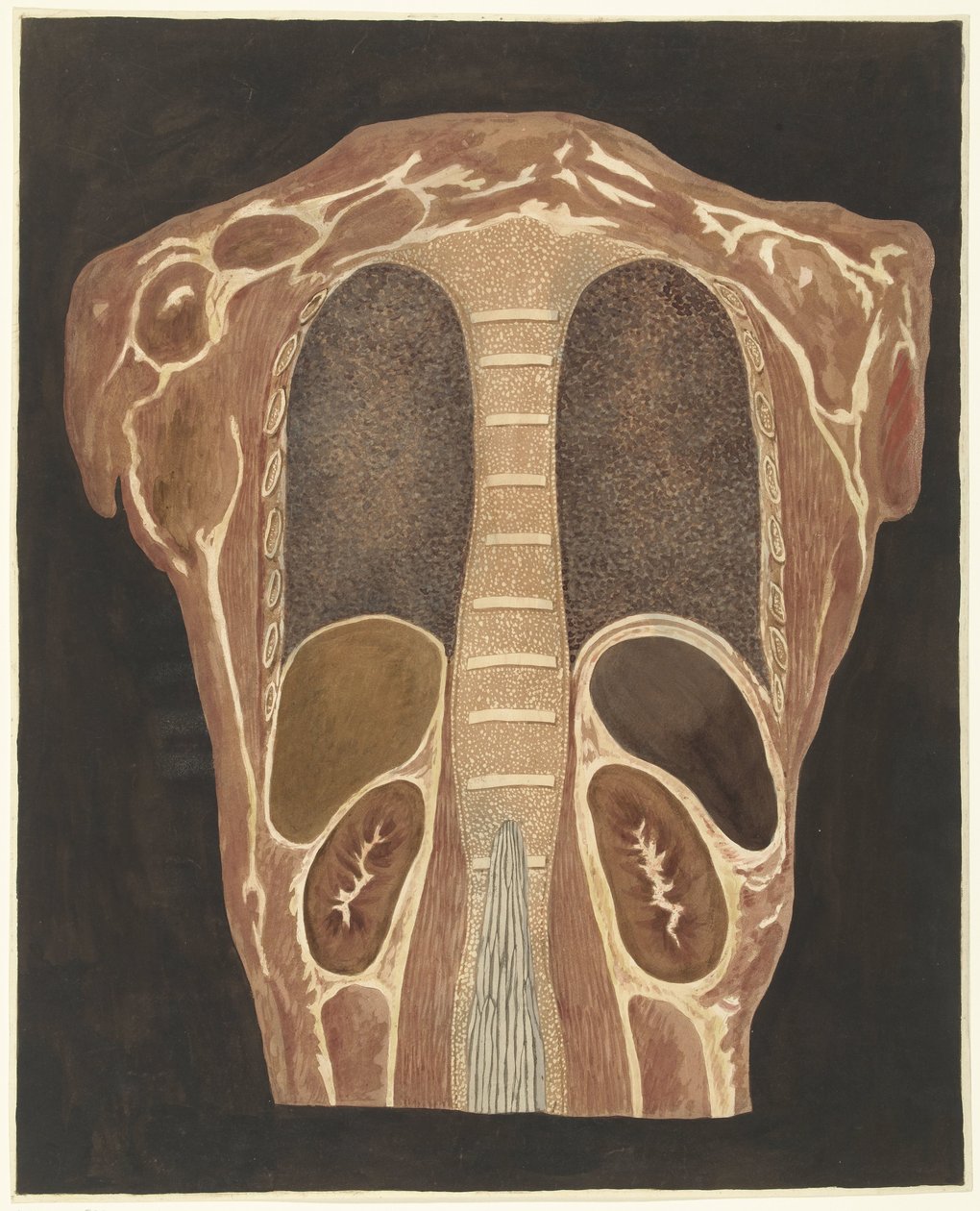 Göğüsteki organların anatomik çalışması, arkadan bakıldığında by Anthonie van den Bos