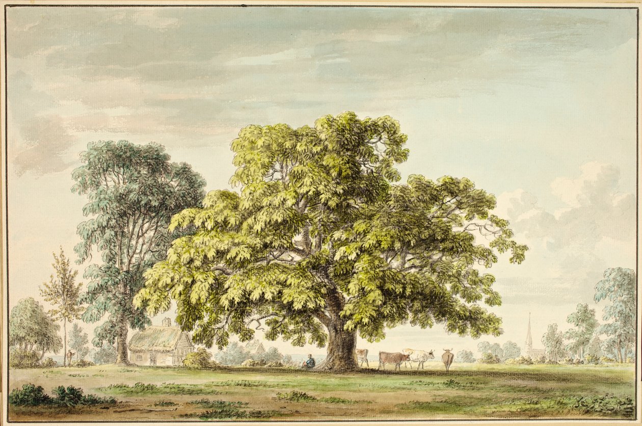 Grantham yakınlarındaki Denton'da bir Ceviz Ağacı (wc ve mürekkep) by Anthony Devis