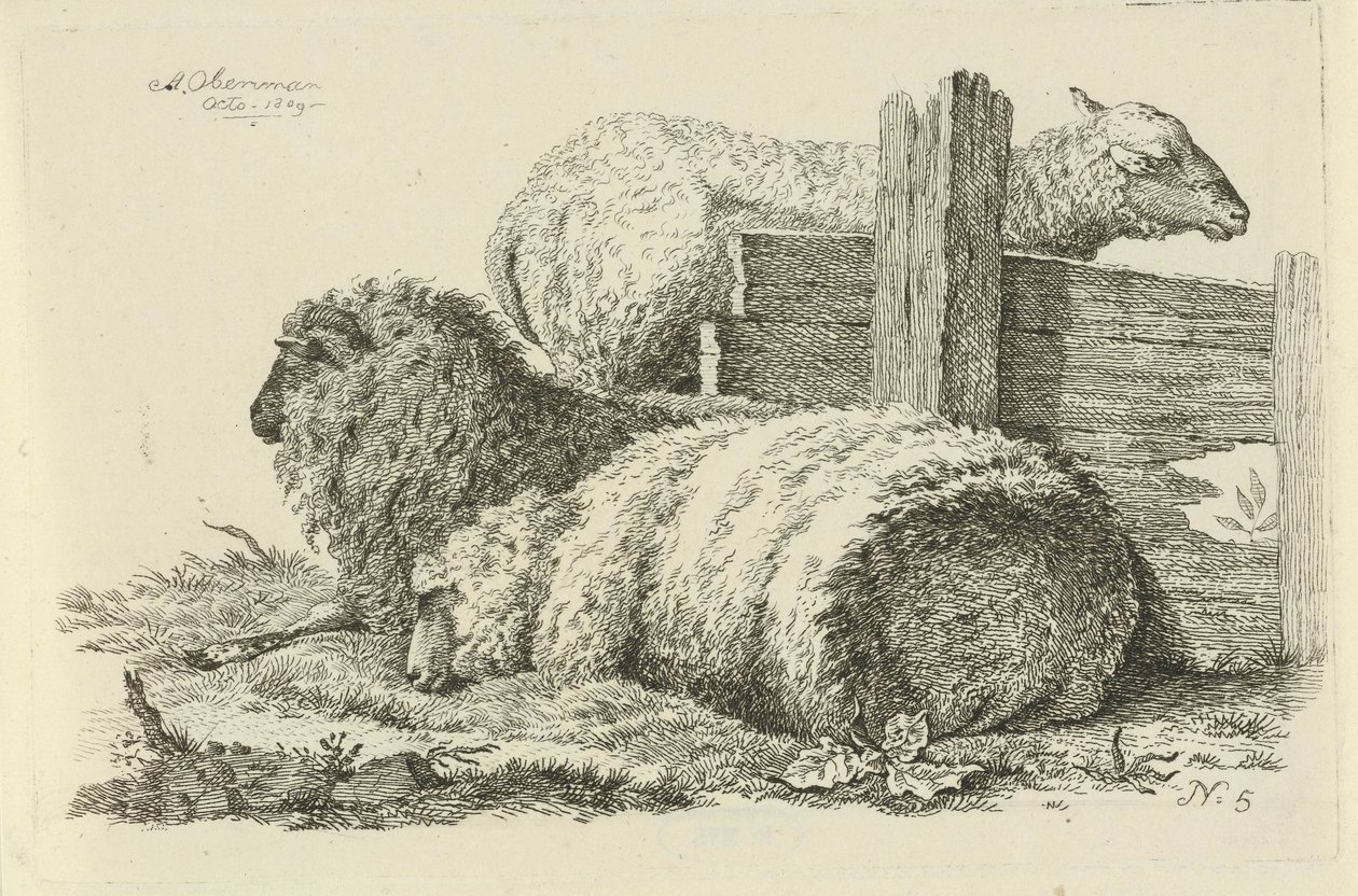 Yalan koyun ve koç İnek, Koyun ve Keçi Çalışmaları (dizi adı) by Anthony Oberman