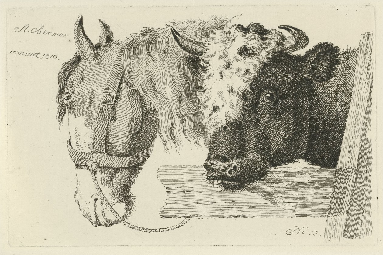 At başı ve boğa başı İnek, Koyun ve Keçi Çalışmaları (dizi adı) by Anthony Oberman