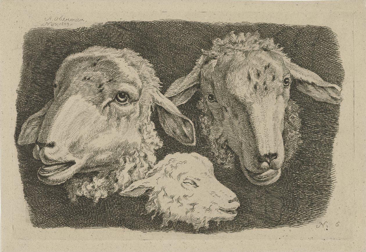 İki koyun başı ve bir kuzu başı İnek, Koyun ve Keçi Çalışmaları (dizi adı) by Anthony Oberman