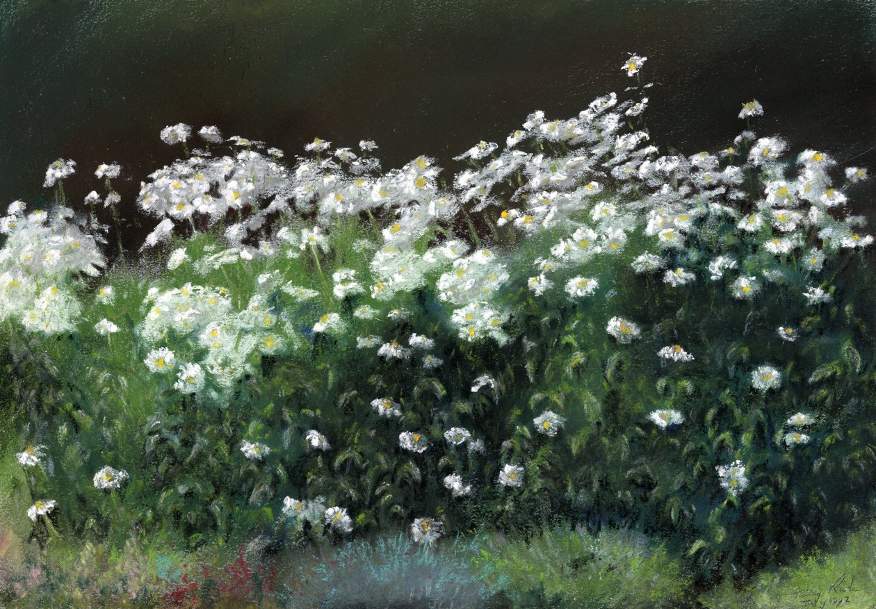 Şasta Papatyaları by Anthony Rule