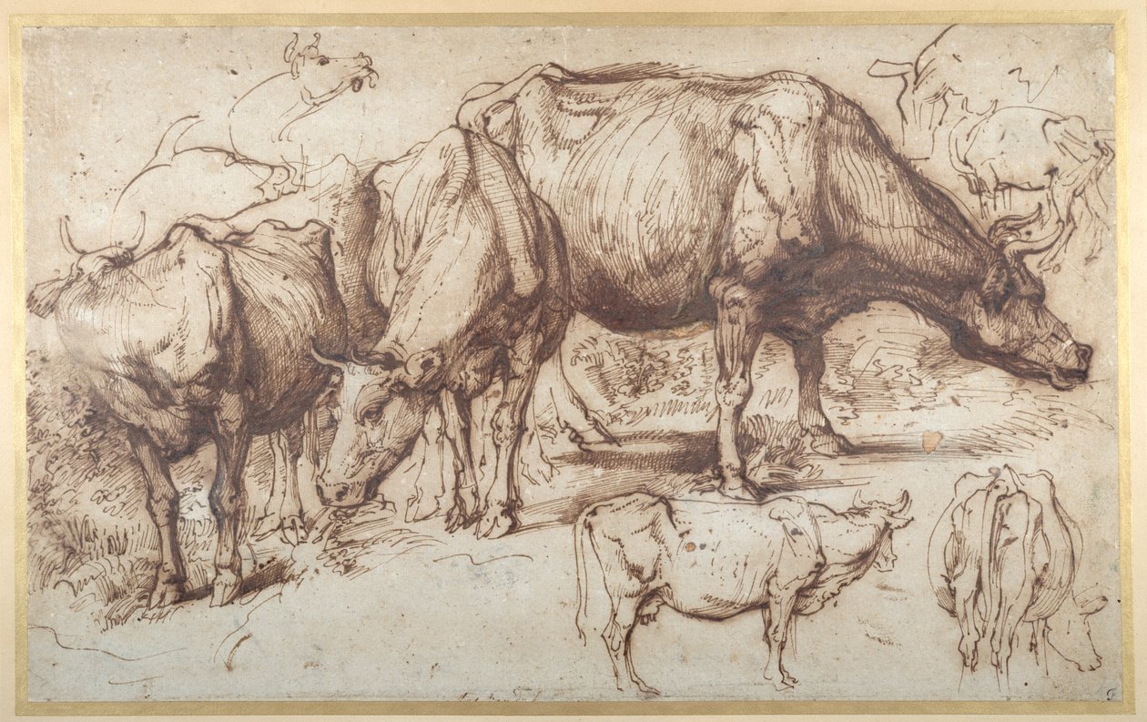 Meradaki Sığır, c.1618-20 (kağıt üzerinde yıkamalı kalem ve mürekkep) by Anthony van Dyck