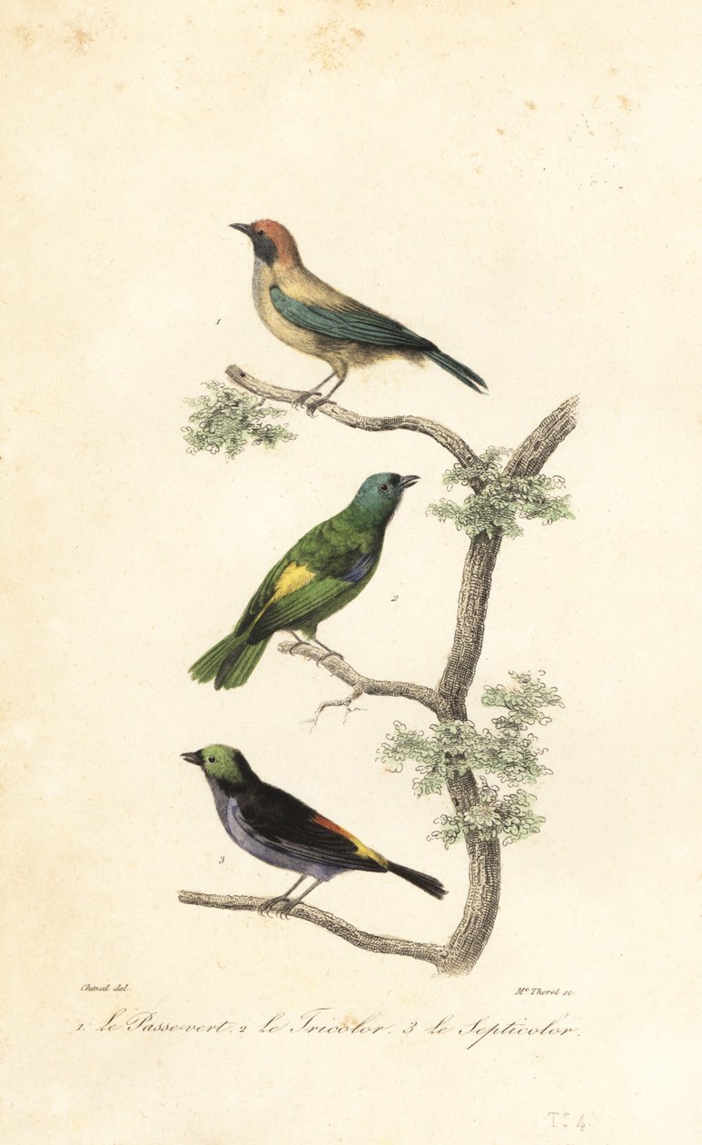 Parlatılmış devetüyü tanager, yeşil başlı tanager ve cennet tanage by Antoine (after) Chazal