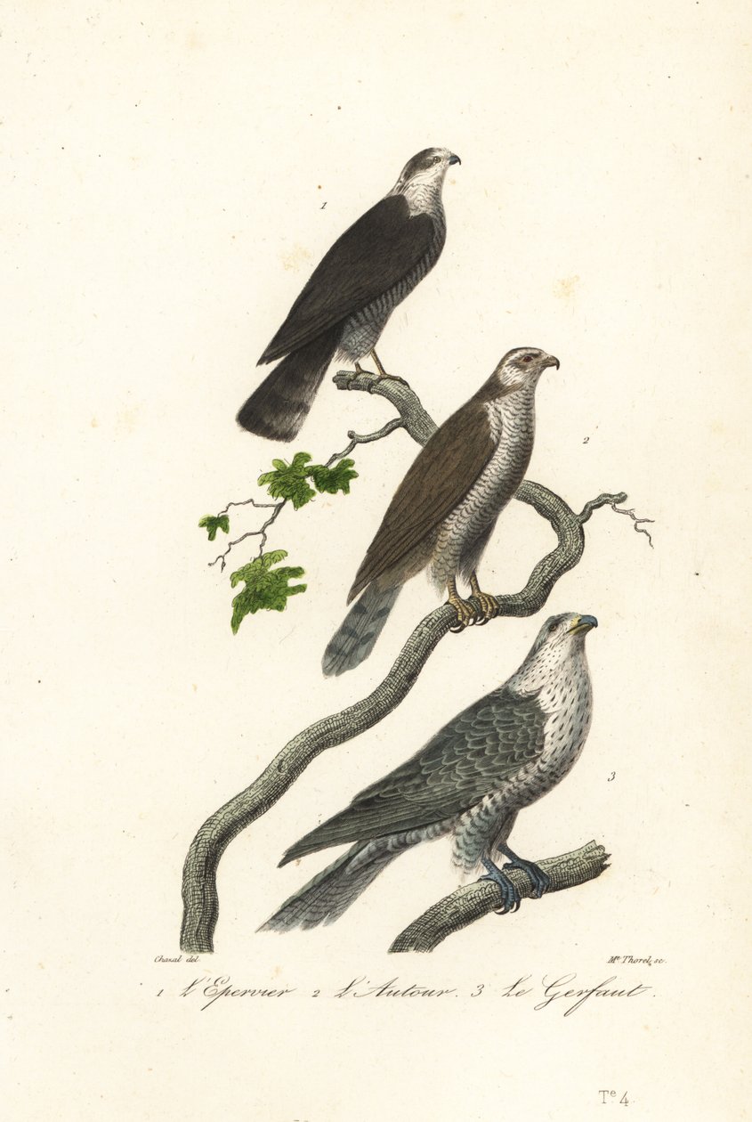 Atmaca, çakır kuşu ve gyrfalcon. by Antoine (after) Chazal