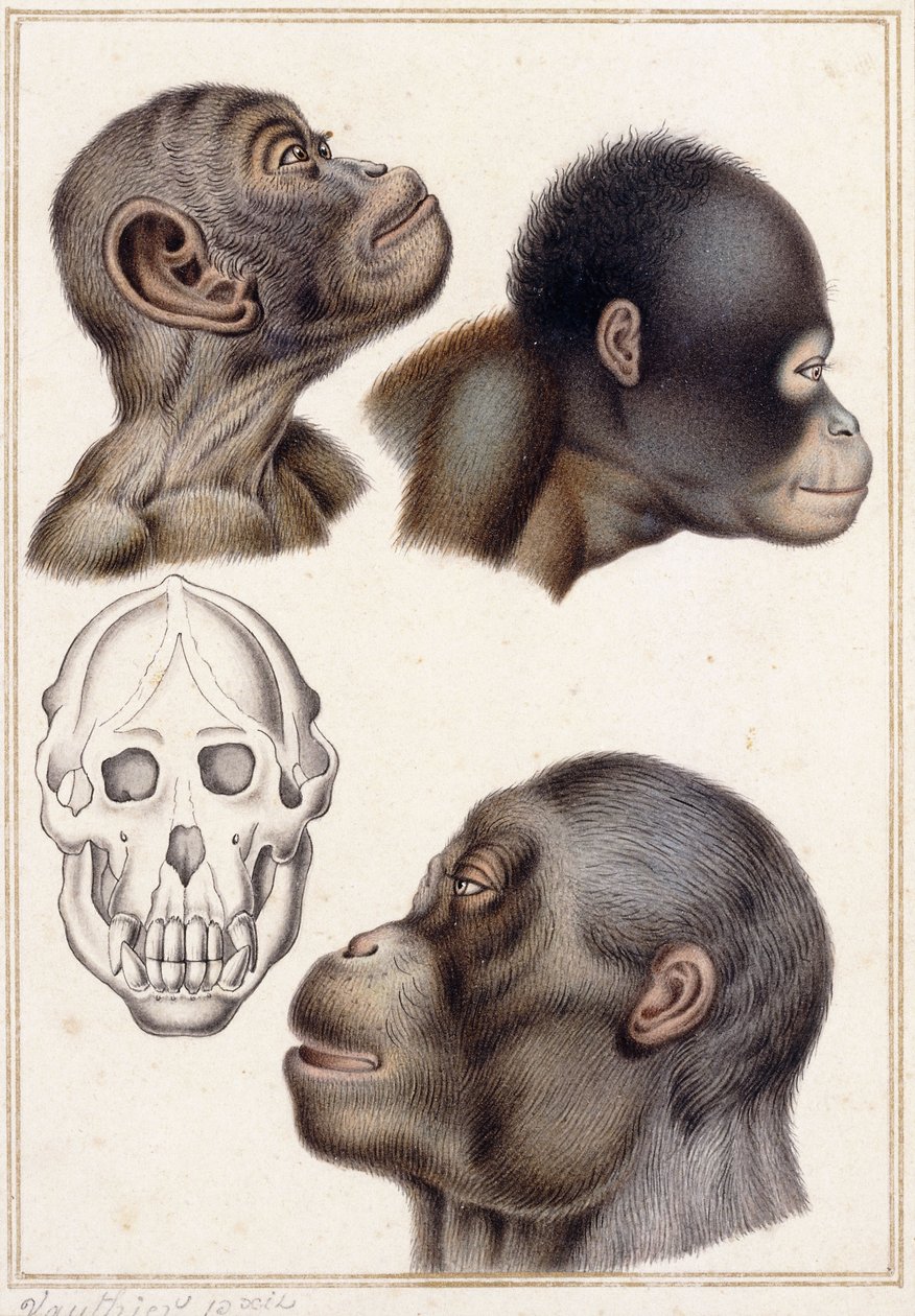 Bir Pongo Kafatası by Antoine Charles Vauthier