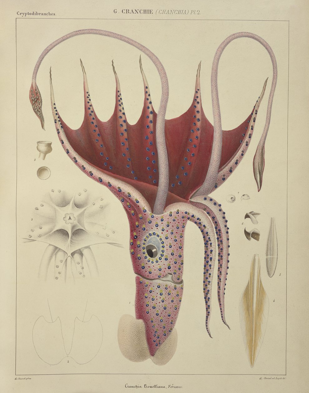Squid, Pl.2, 
