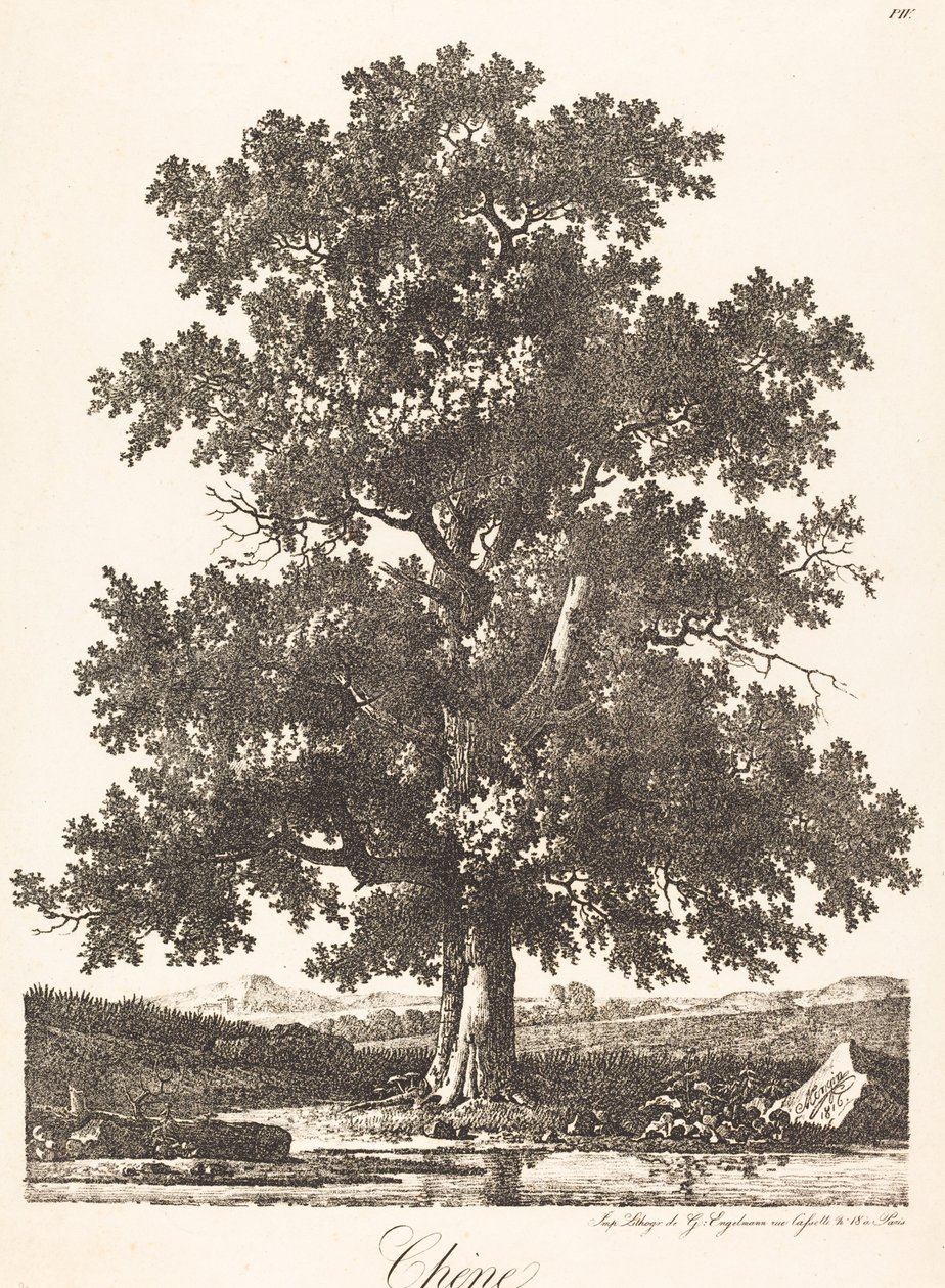 Chene (Meşe Ağacı) by Antoine Pierre Mongin
