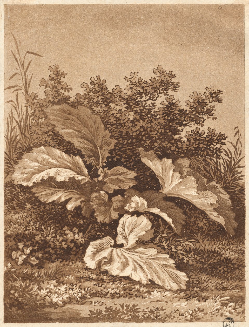 Yaprakların İncelenmesi, c. 1800. by Anton Balzer
