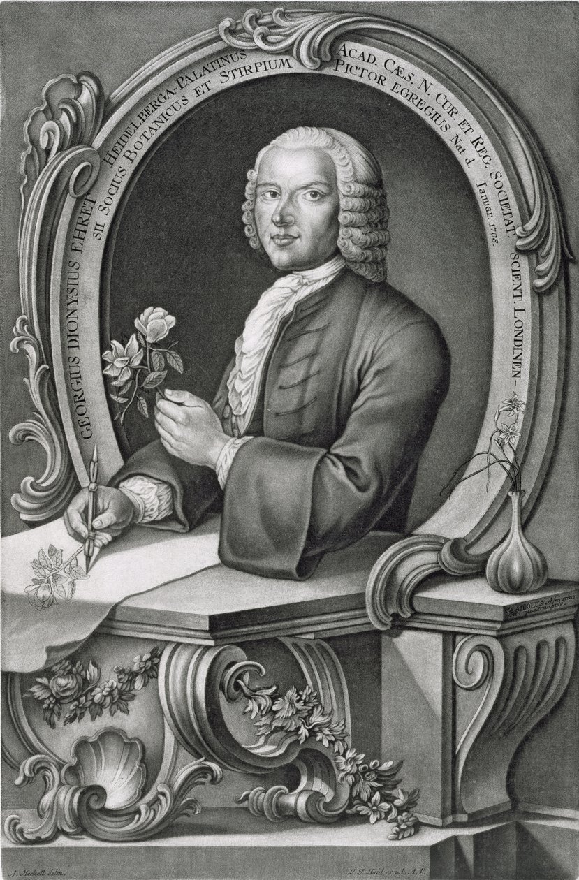 Johann Jakob Haid (1704-67) tarafından oyulmuş Georg Dionysius Ehret