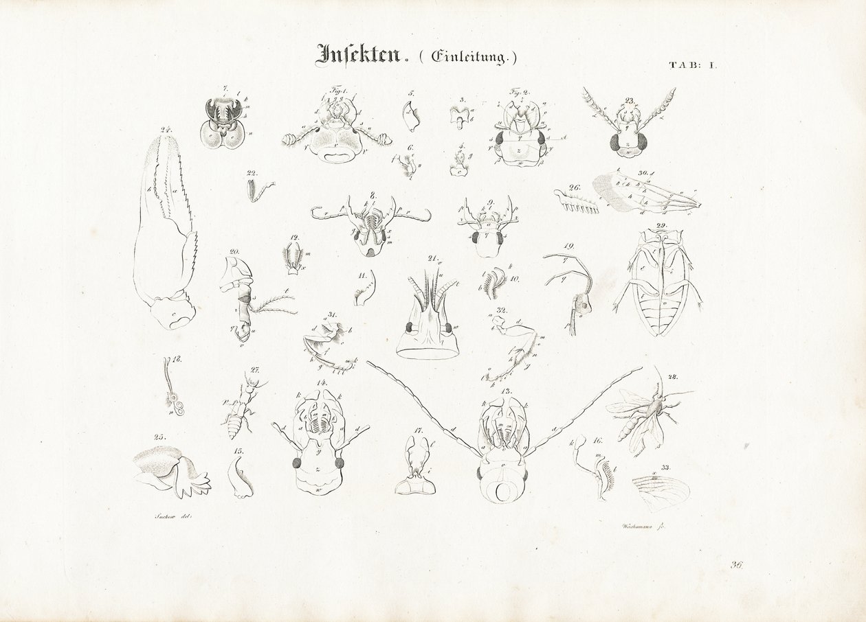 Böceklerin Anatomisi by Anton Wachsmann
