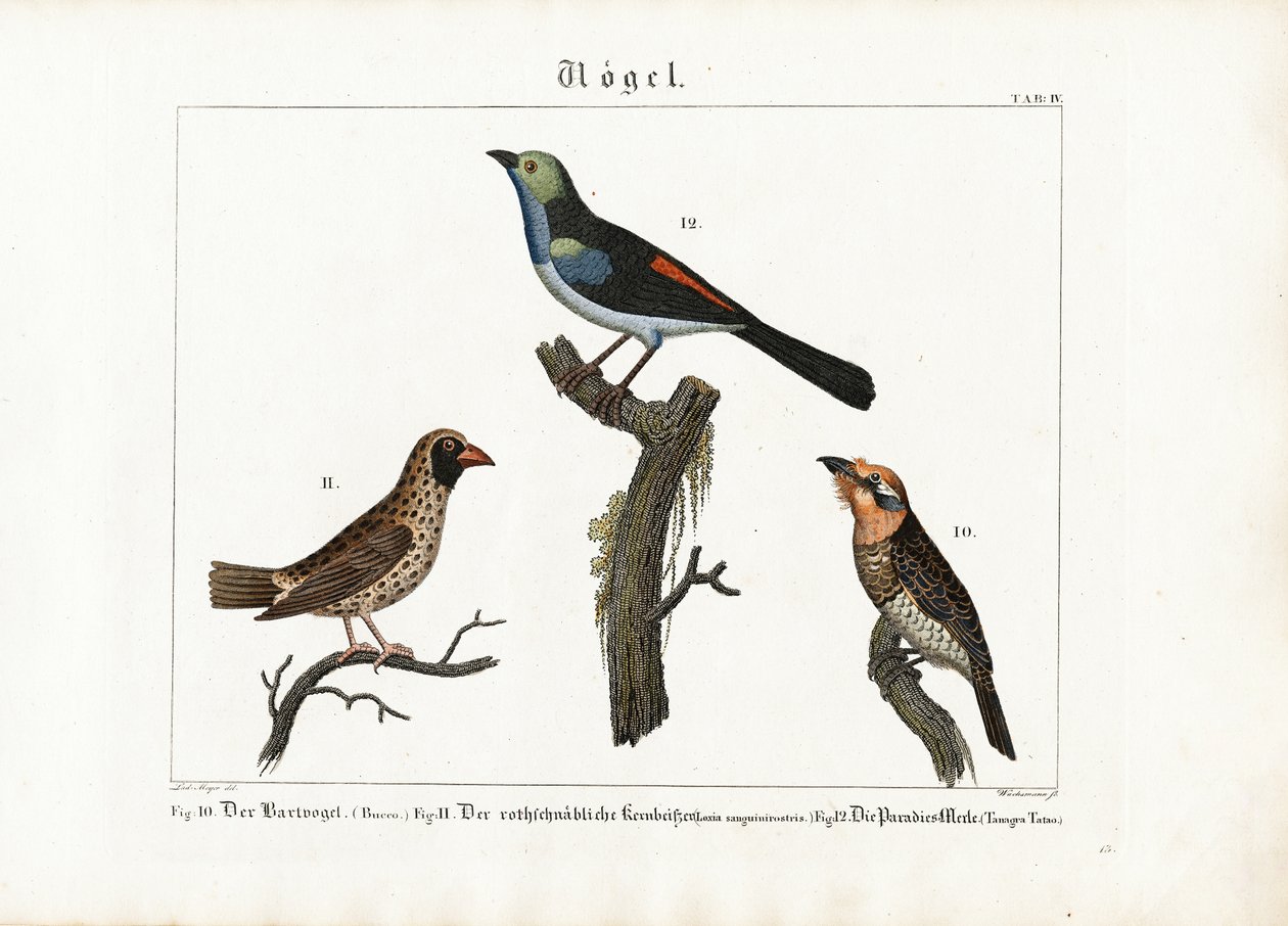 Barbet, Dokumacı Kuşu ve Cennet Sinekkapan by Anton Wachsmann