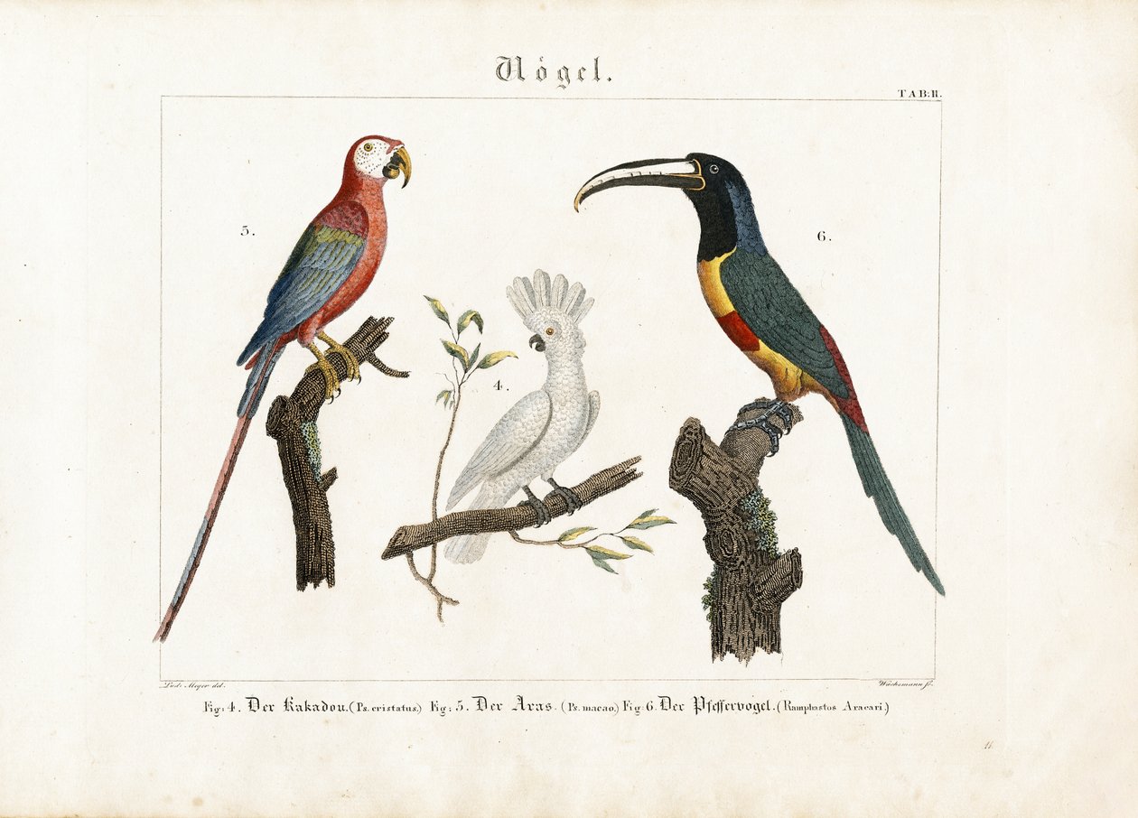 Kakadu, Macaw ve Tukan by Anton Wachsmann