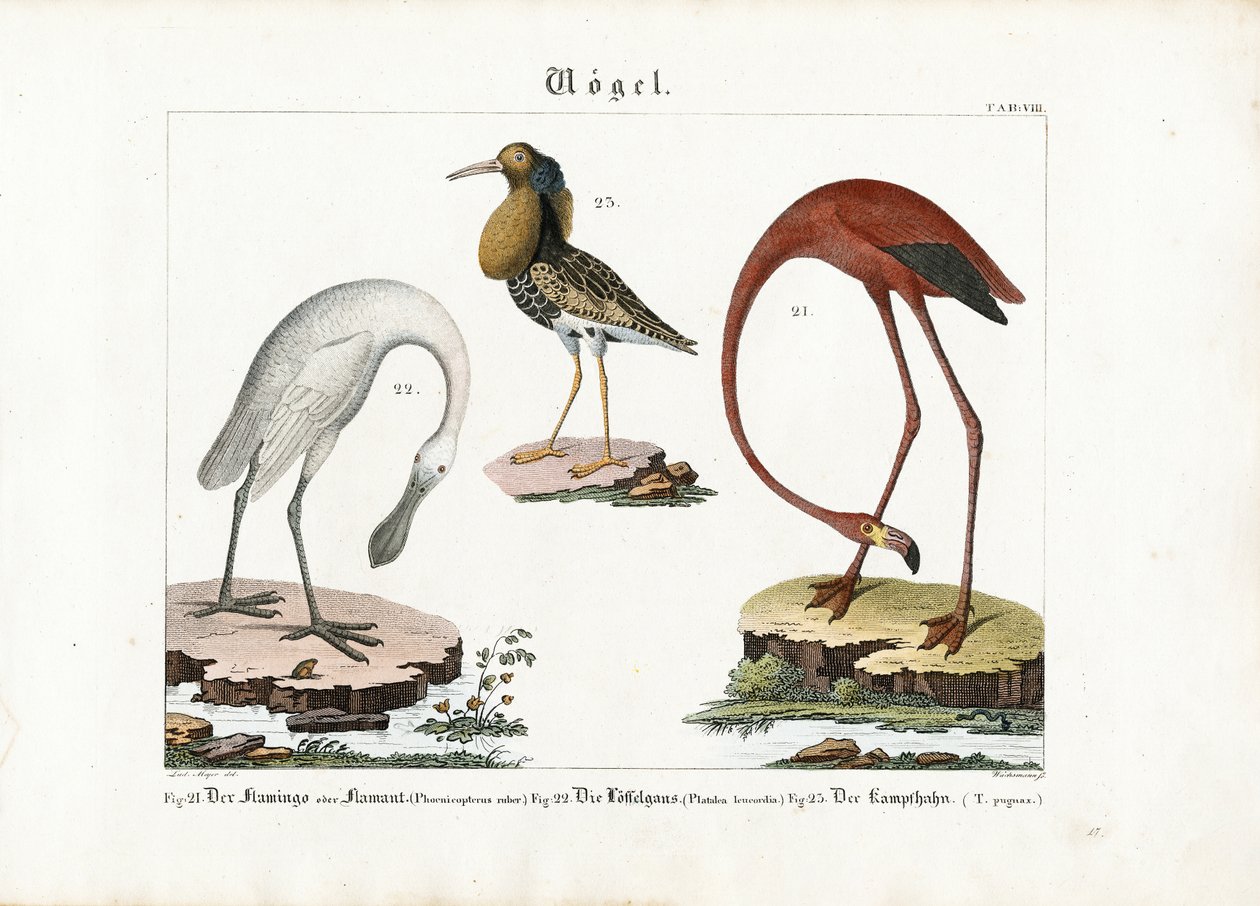 Flamingo, Kaşıkgaga ve Ruff by Anton Wachsmann