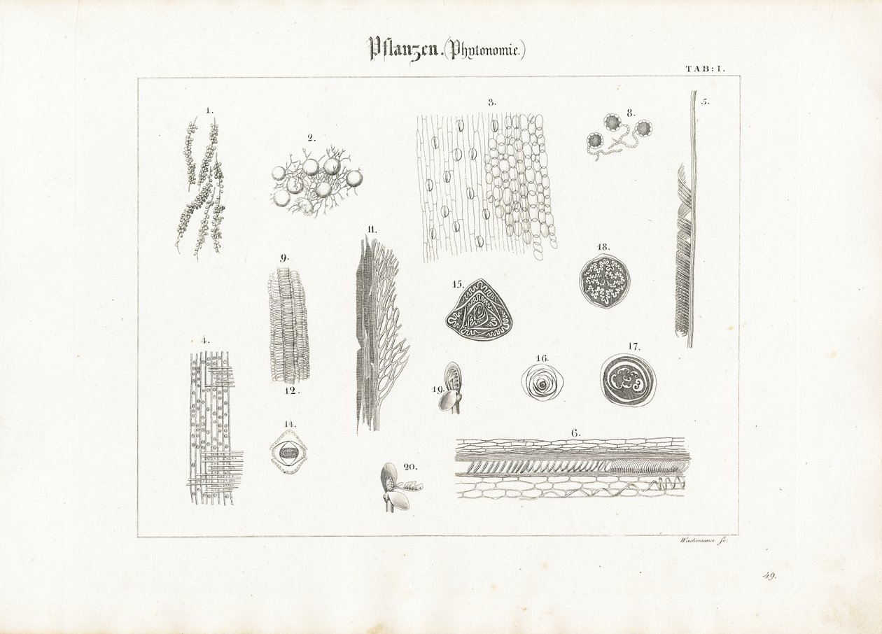 Bitki Anatomisi (Fitotomi) by Anton Wachsmann