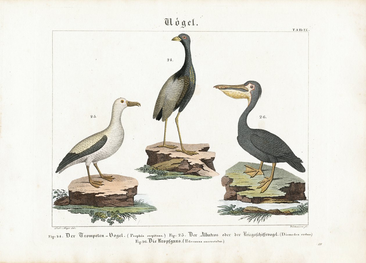 Trompetçi, Albatros ve Pelikan by Anton Wachsmann