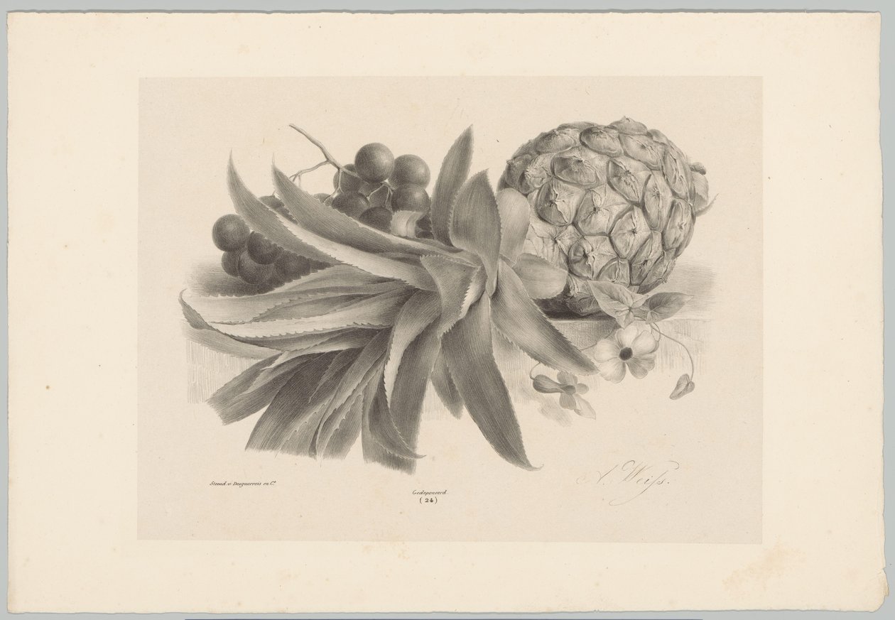 ananas ve üzüm Çiçek ve Meyve Çalışmaları (...) 10. bölüm (dizi adı) by Anton Weiss