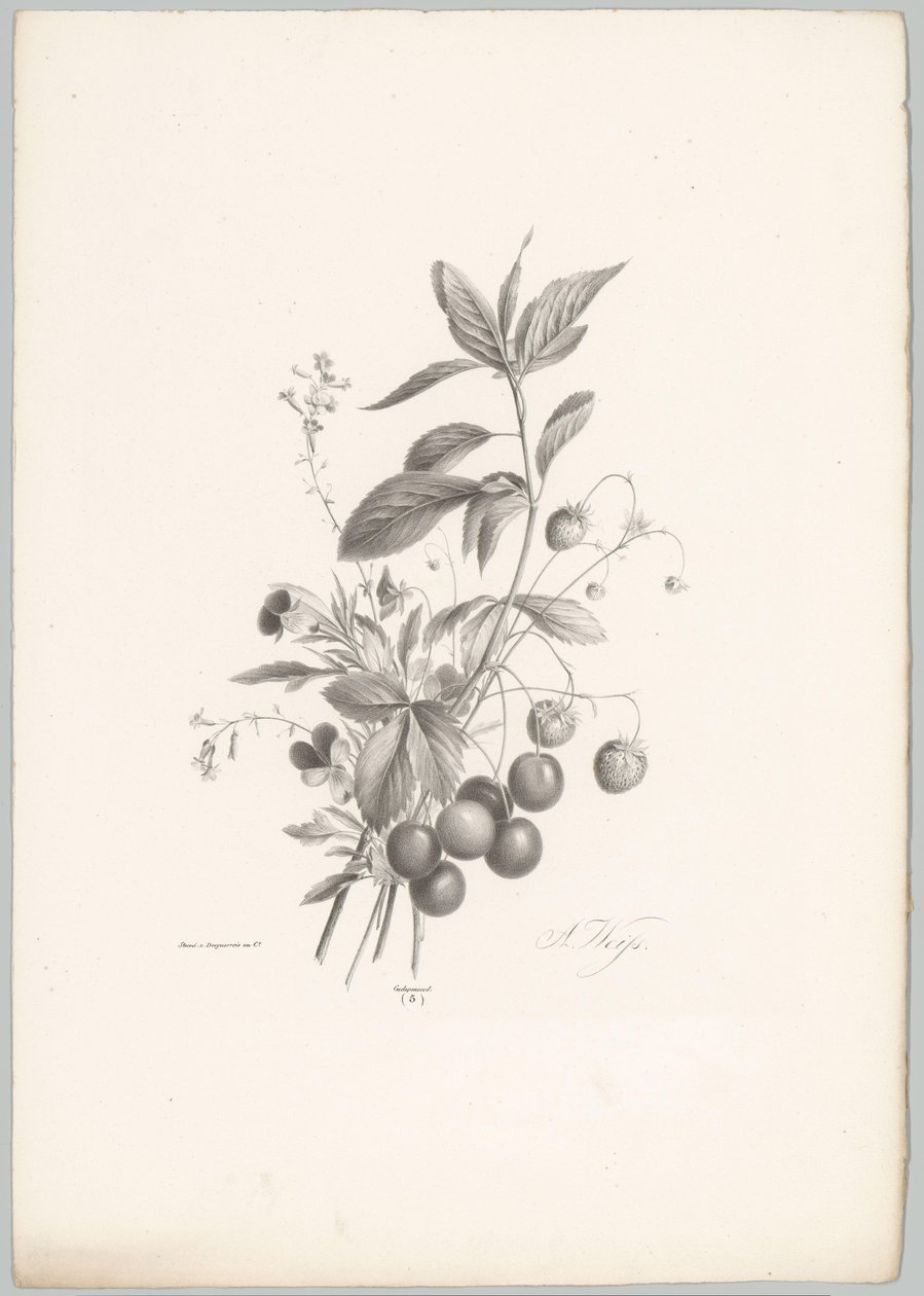 Çiçekler, çilekler ve kirazlar Çiçek ve Meyve Çalışmaları (...) 10. bölüm (dizi adı) by Anton Weiss