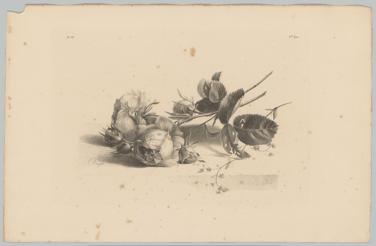 Rozen Bloem ve Fruit Studien (...) 3. bölüm (dizi adı) by Anton Weiss