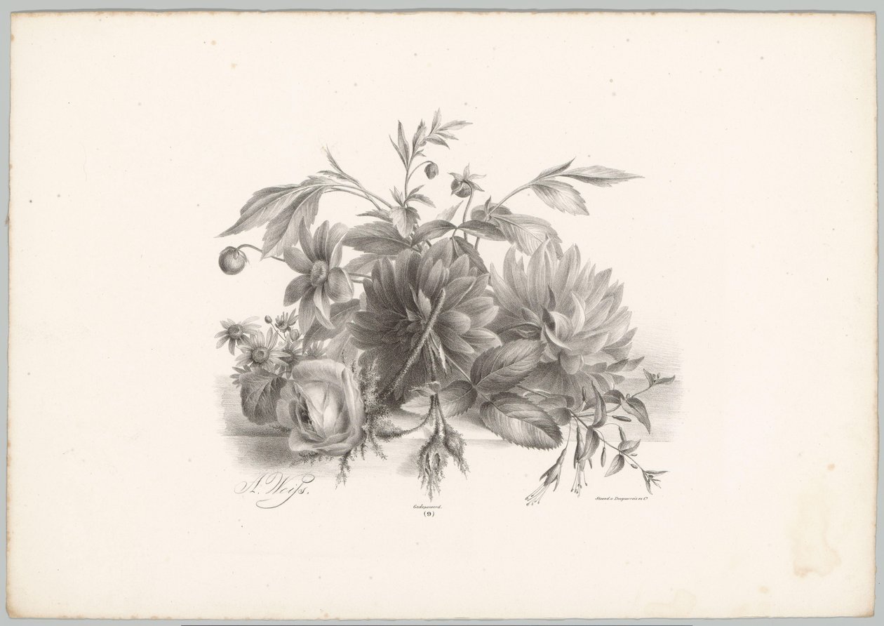 Güller, dahlias ve fuşya Çiçek ve Meyve Çalışmaları (...) 10. bölüm (dizi adı) by Anton Weiss