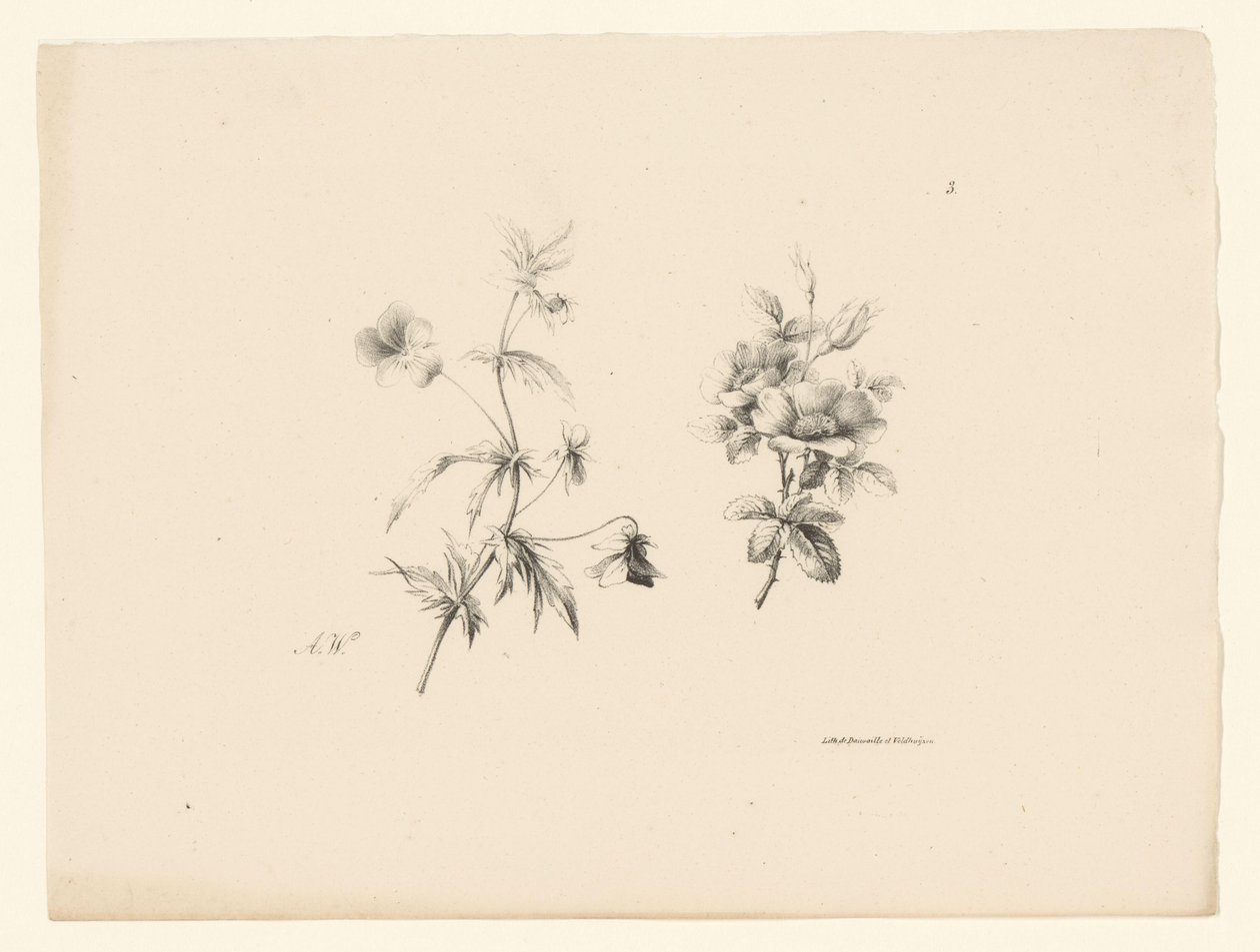İki çiçek Çiçekler ve meyveler (seri başlığı) by Anton Weiss