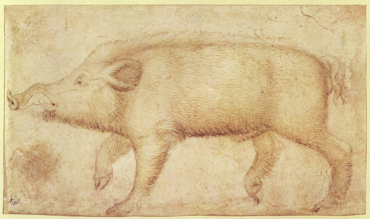 Yaban Domuzu (parşömen üzerine tebeşir ve mürekkep) by Antonio Pisanello