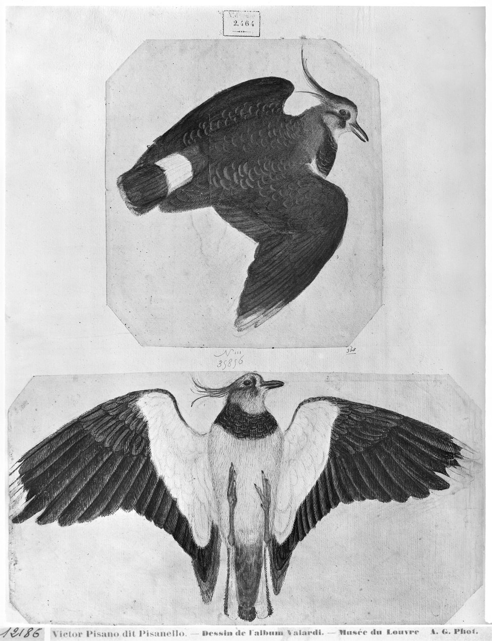 Muhabbet kuşları, The Vallardi Albümünden (kağıt üzerinde kalem ve mürekkep ve wc) by Antonio Pisanello