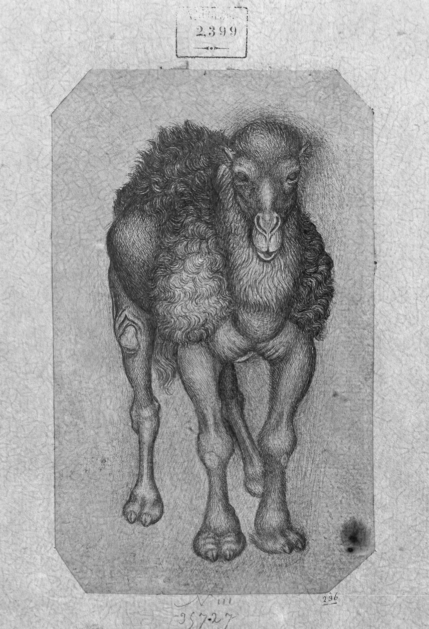 Vallardi Albümünden Dromedary by Antonio Pisanello