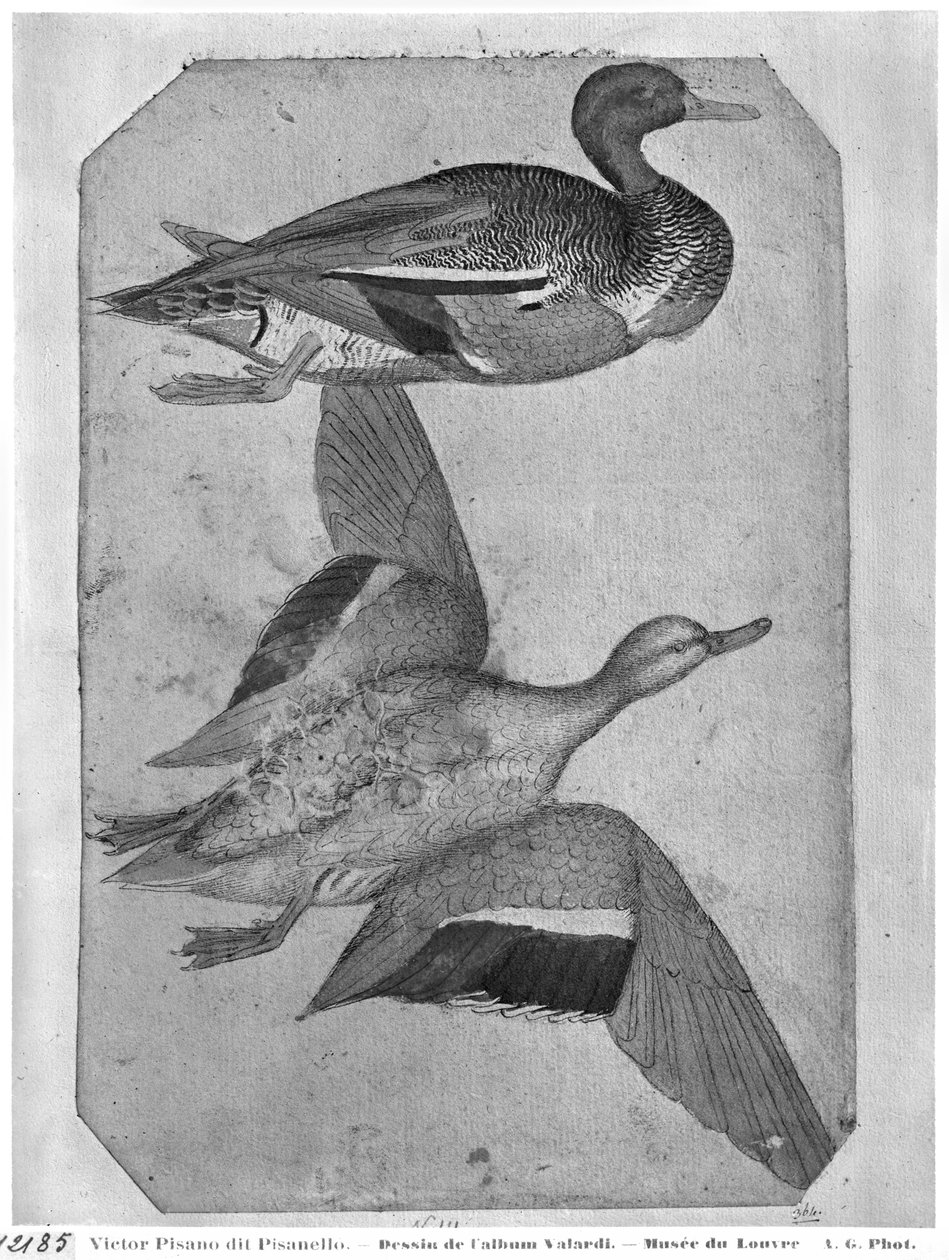 Vallardi Albümünden Ördekler (kağıt üzerinde kalem ve mürekkep ve tuvalet) by Antonio Pisanello
