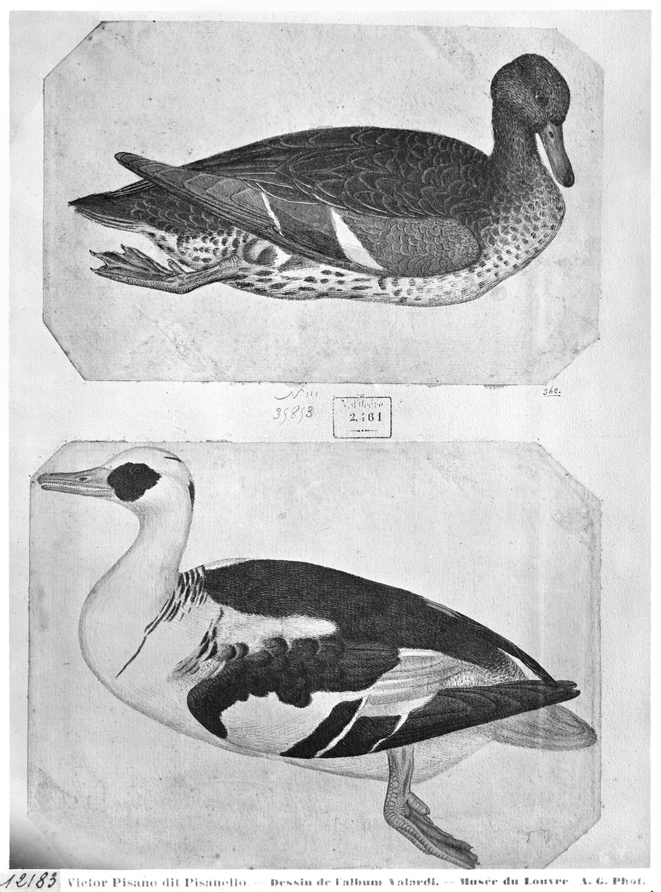 The Vallardi Albümünden Ördekler (kağıt üzerine kalem, mürekkep ve tuvalet) by Antonio Pisanello