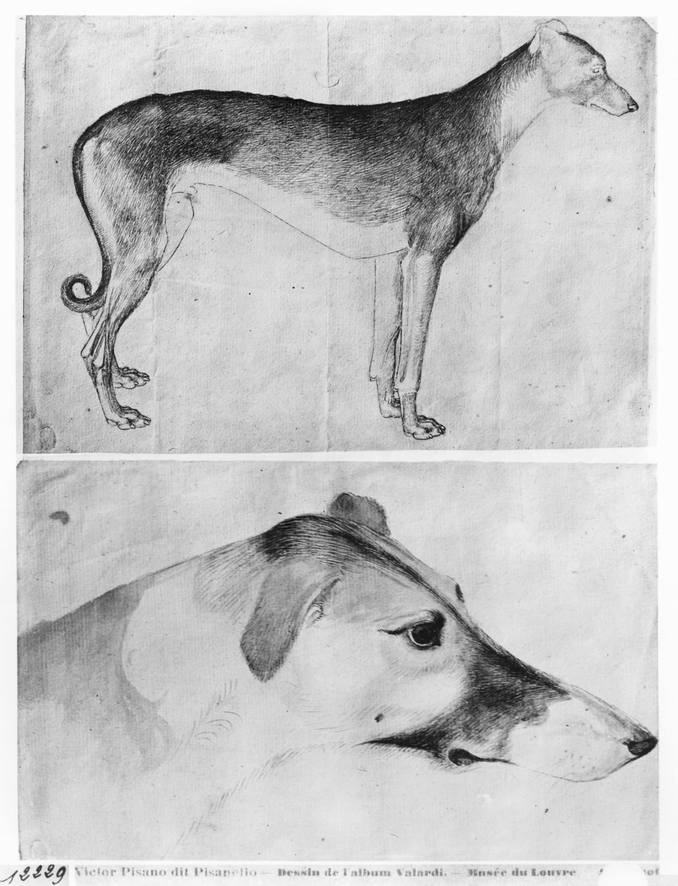 Greyhound and head of a greyhound, from the The Vallardi Album   by Antonio Pisanello