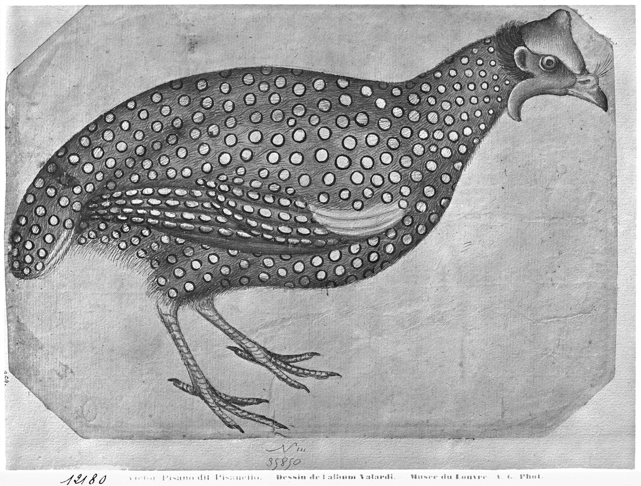Beç Tavuğu, Vallardi Albümünden (kağıt üzerinde kalem ve mürekkep ve wc) by Antonio Pisanello