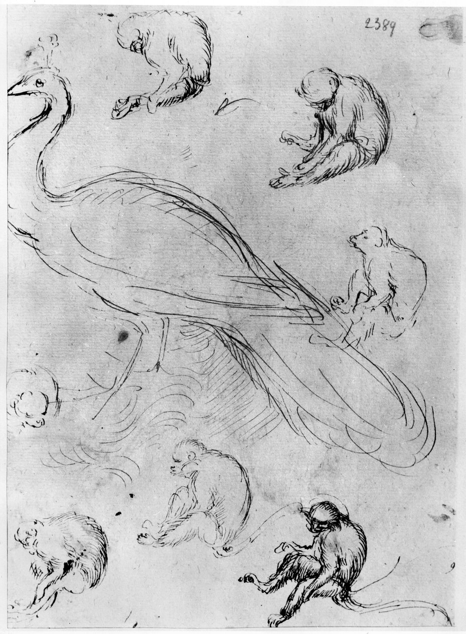 Tavus Kuşu ve Altı Maymun, Vallardi Albümünden by Antonio Pisanello