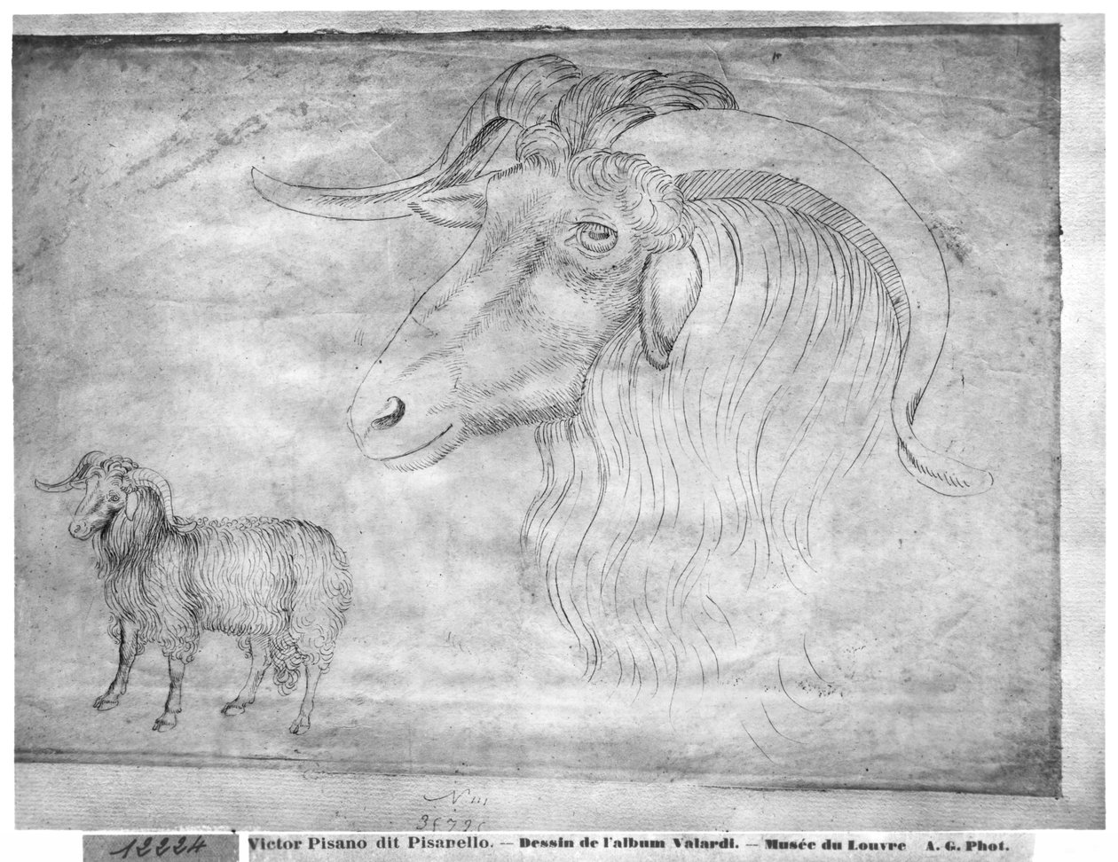 Vallardi Albümünden Koç ve koç başı by Antonio Pisanello
