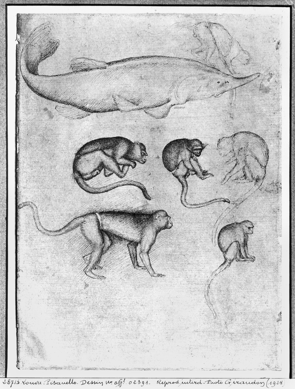 Six Monkeys and a Sturgeon, from The Vallardi Album   by Antonio Pisanello