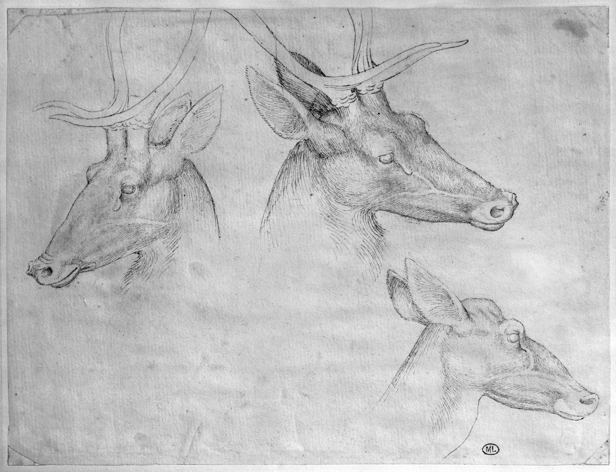 Vallardi Albümünden iki geyik başı, bir geyik başı by Antonio Pisanello