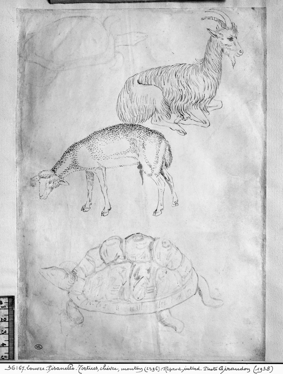 Vallardi Albümünden iki kaplumbağa, keçi ve koyun by Antonio Pisanello