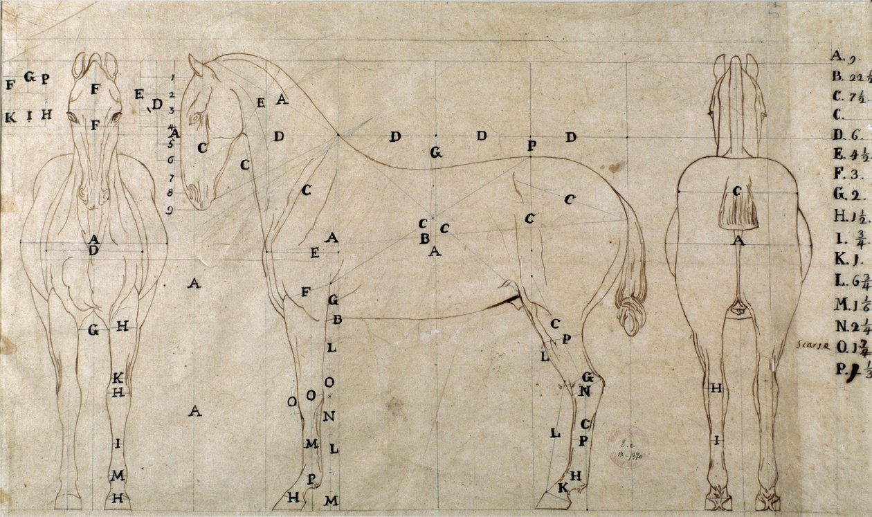 Binicilik anıtı için bir at için çalışma (çizim by Antonio Canova
