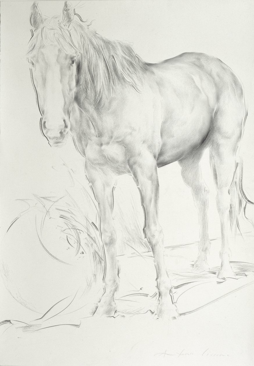 Coolmore'da At, 1990 (kağıt üzerinde kömür) by Antonio Ciccone