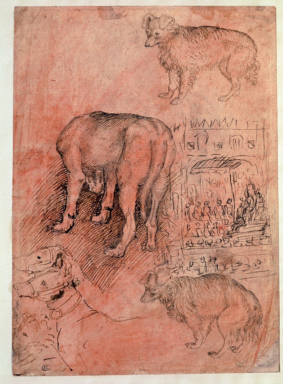 Köpek çalışmaları. Aulic bölümü. Çizim Antonio Pisano dit il Pisanello (1380-1455) by Antonio Pisanello