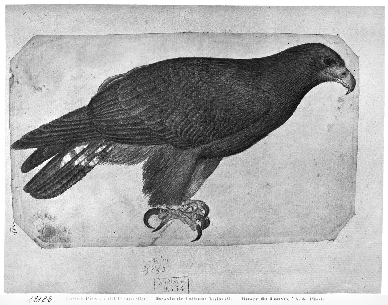 Hawk, from the The Vallardi Album (pencil und wc on paper)  by Antonio Pisanello