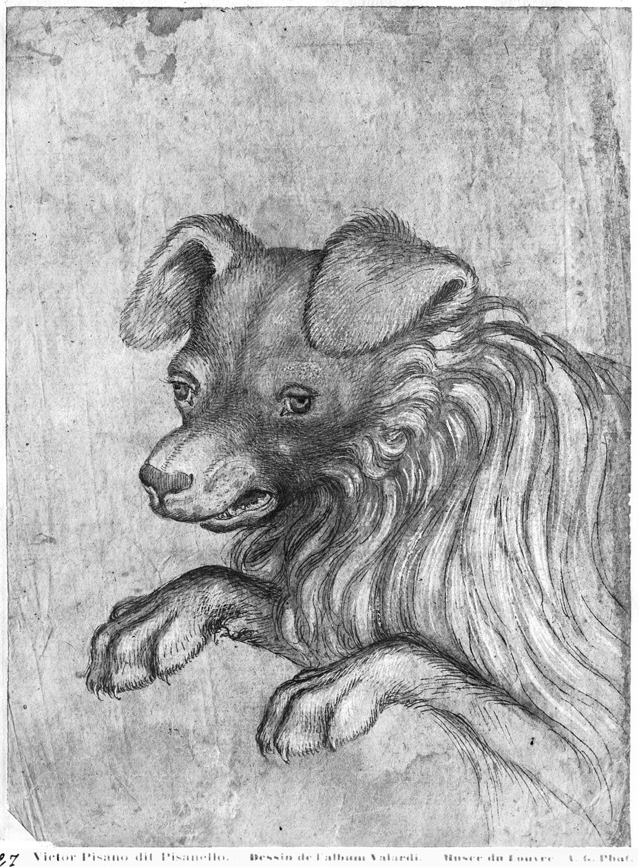 Vallardi Albümünden bir köpeğin başı by Antonio Pisanello