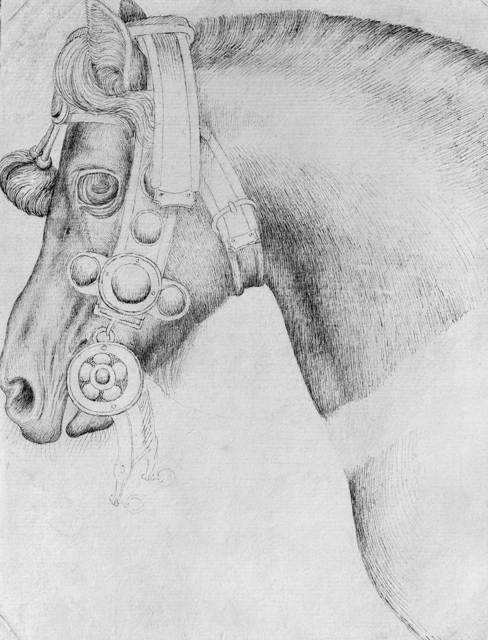 Vallardi Albümünden bir atın başı by Antonio Pisanello