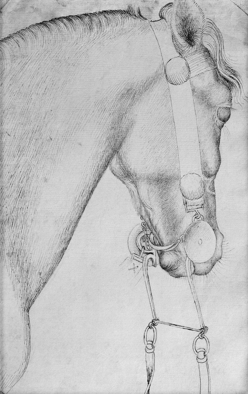 Vallardi Albümünden bir atın başı by Antonio Pisanello
