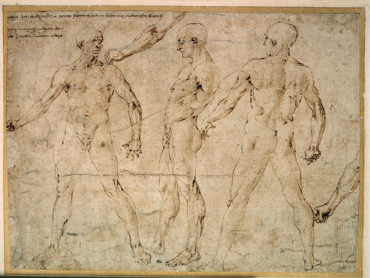 Üç çıplak adam. Antonio Pollaiuolo (Pollaiolo) (1432-1498) tarafından çizim by Antonio Pollaiuolo