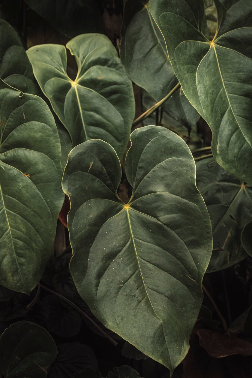 Anthurium Andraeanum V, 2024 (dijital fotoğraf) by Antonio Schubert
